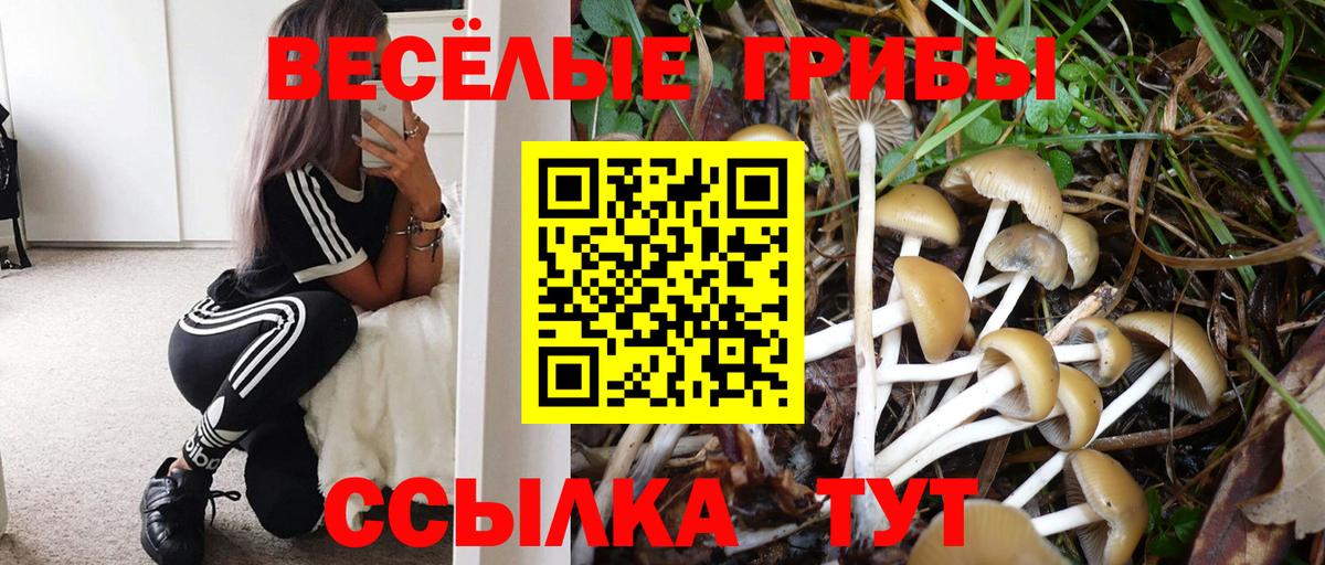 Галлюциногенные грибы Cubensis Камышин